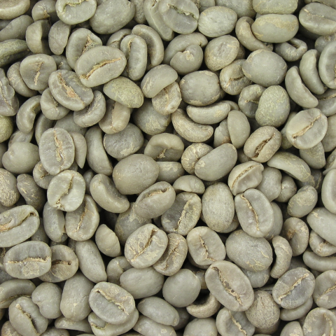chlorogenic acid in green coffee
